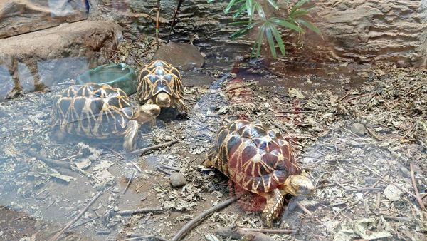 【台北景點】台北市立動物園-逛一整天也逛不完的必去景點！大朋友小朋友最適合的親子旅遊