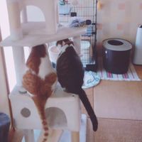 こたろぅ部屋