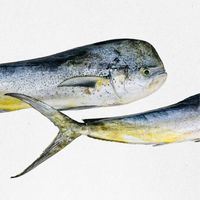 海亞庫🎣海人漁鋪（中和景安路營業處）