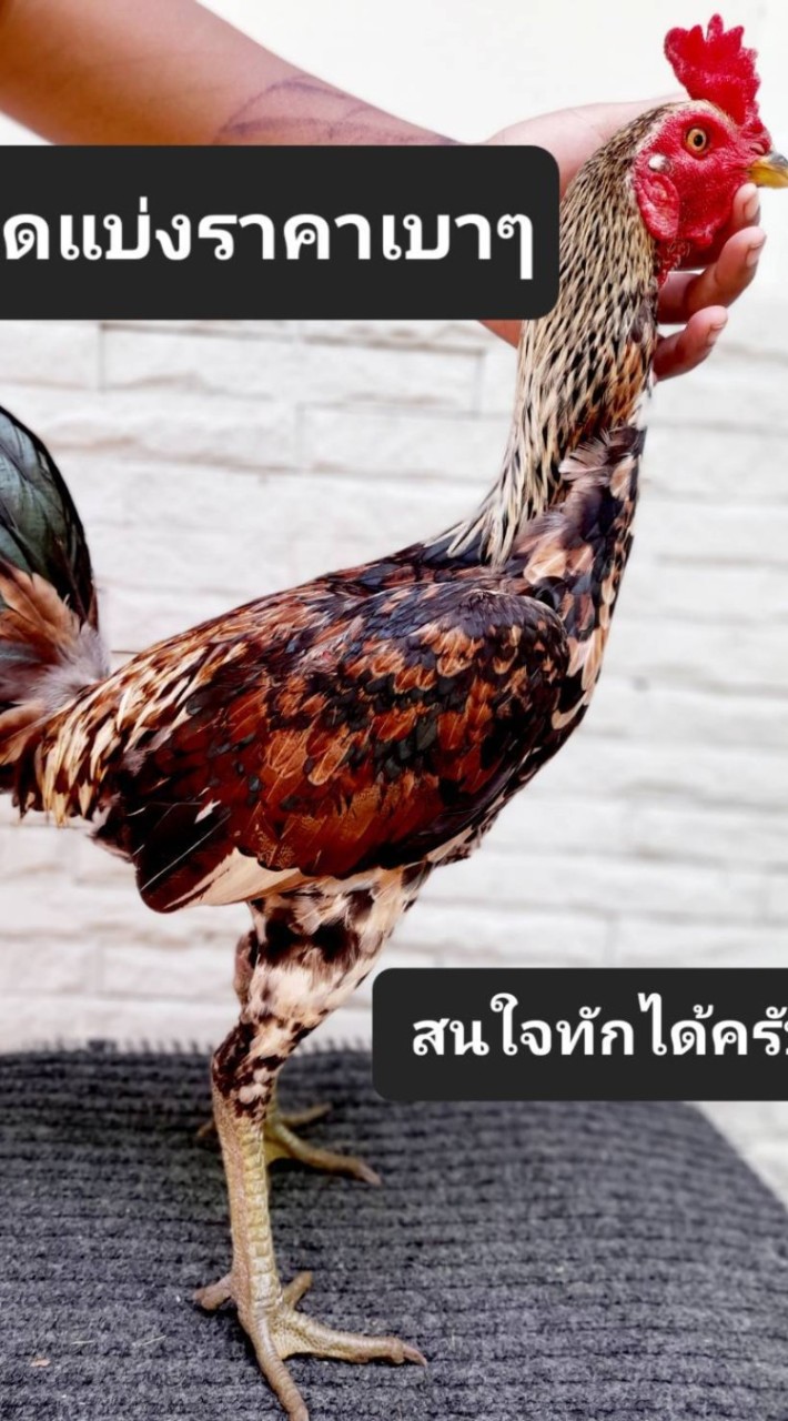 ซุ้มใบอ่อนฟาร์มคำปิง