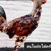 ซุ้มใบอ่อนฟาร์มคำปิง
