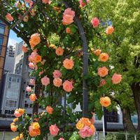 ♬*̣̥•のんびりしましょ*♬*̣̥50代60代