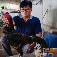 เอ็น พี ฟาร์มไก่ชน