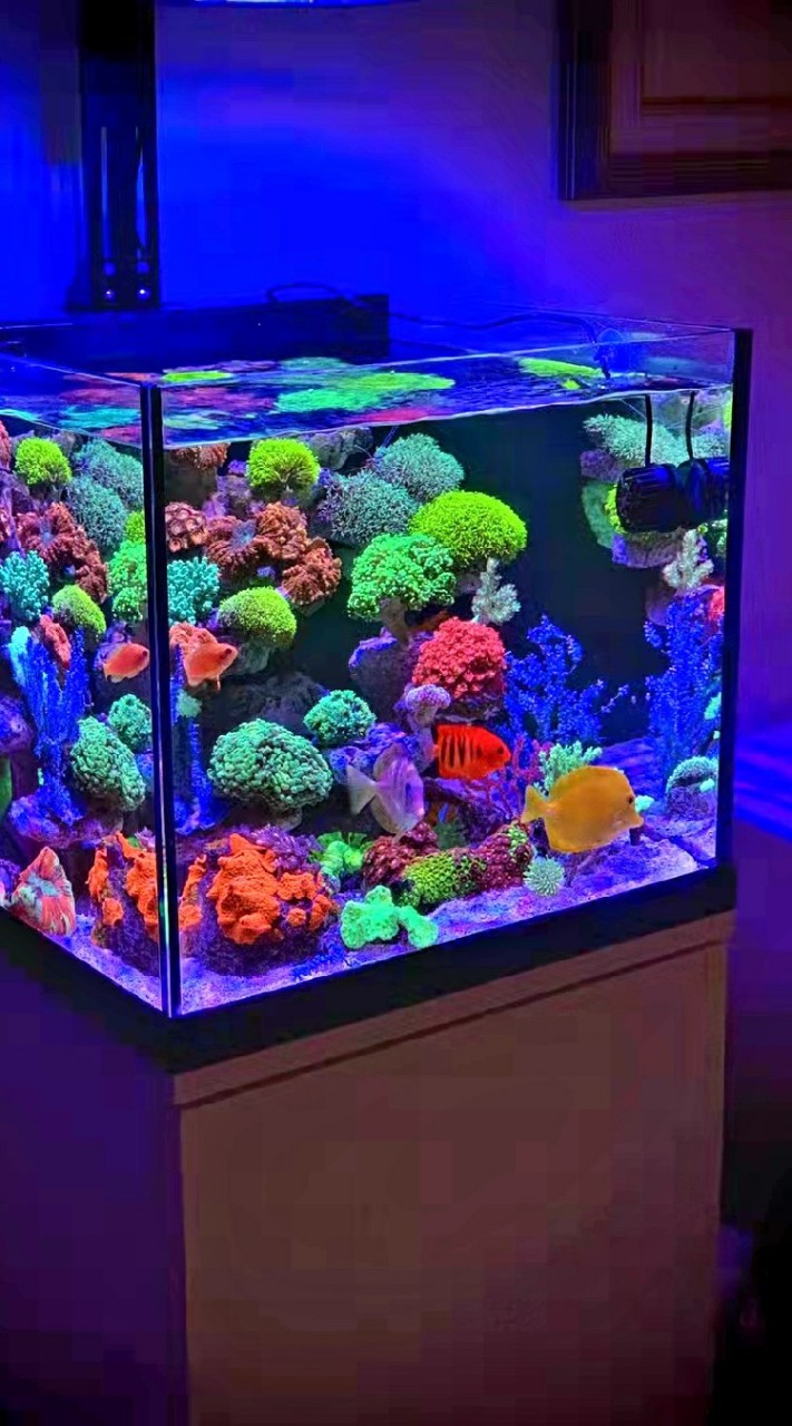 魚樂城水族海水、珊瑚、軟體、硬骨社團