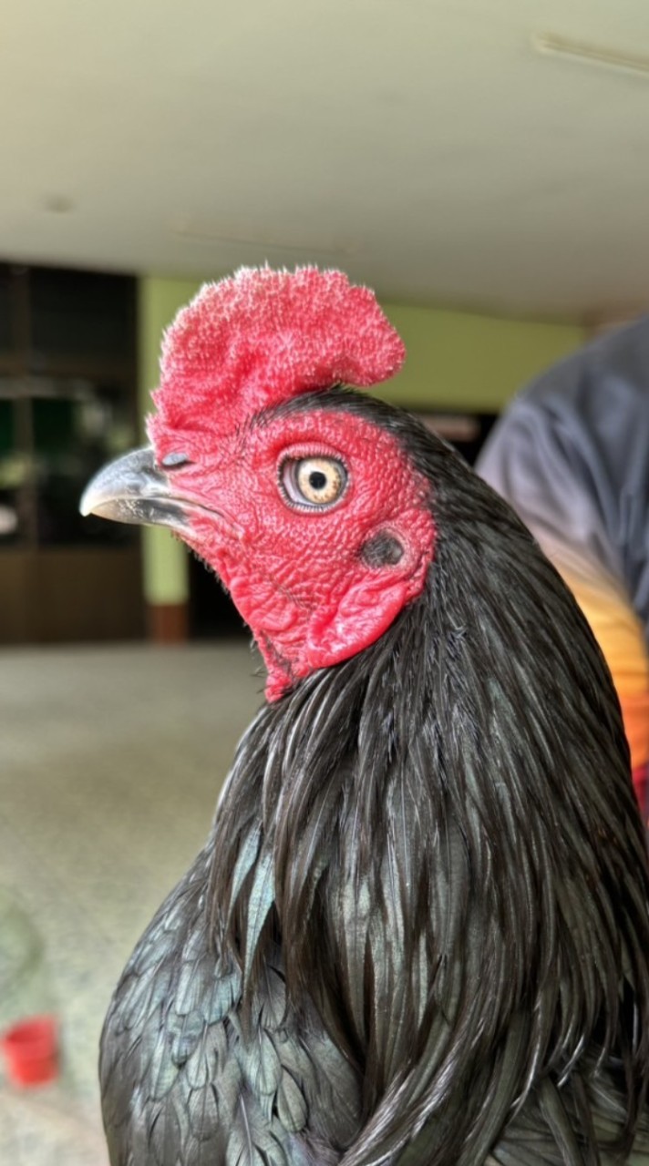 กลุ่มขายไก่ชน ซุ้มโกวเบสท์
