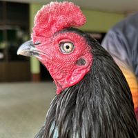 กลุ่มขายไก่ชน ซุ้มโกวเบสท์