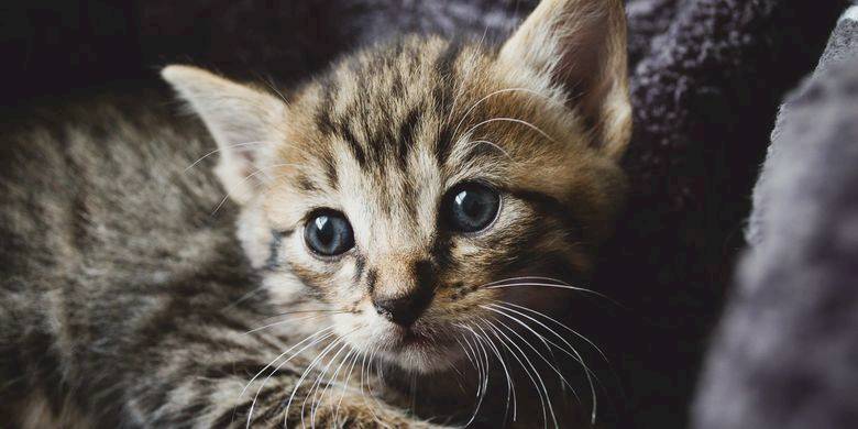 11 Hal Yang Cuma Dipahami Pemilik Kucing Kompas Com Line Today