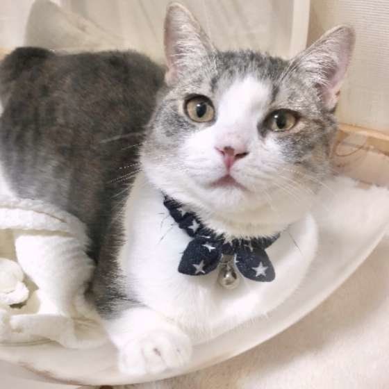 ノラ猫を隣人が うちの猫 と主張 気になる猫の法律