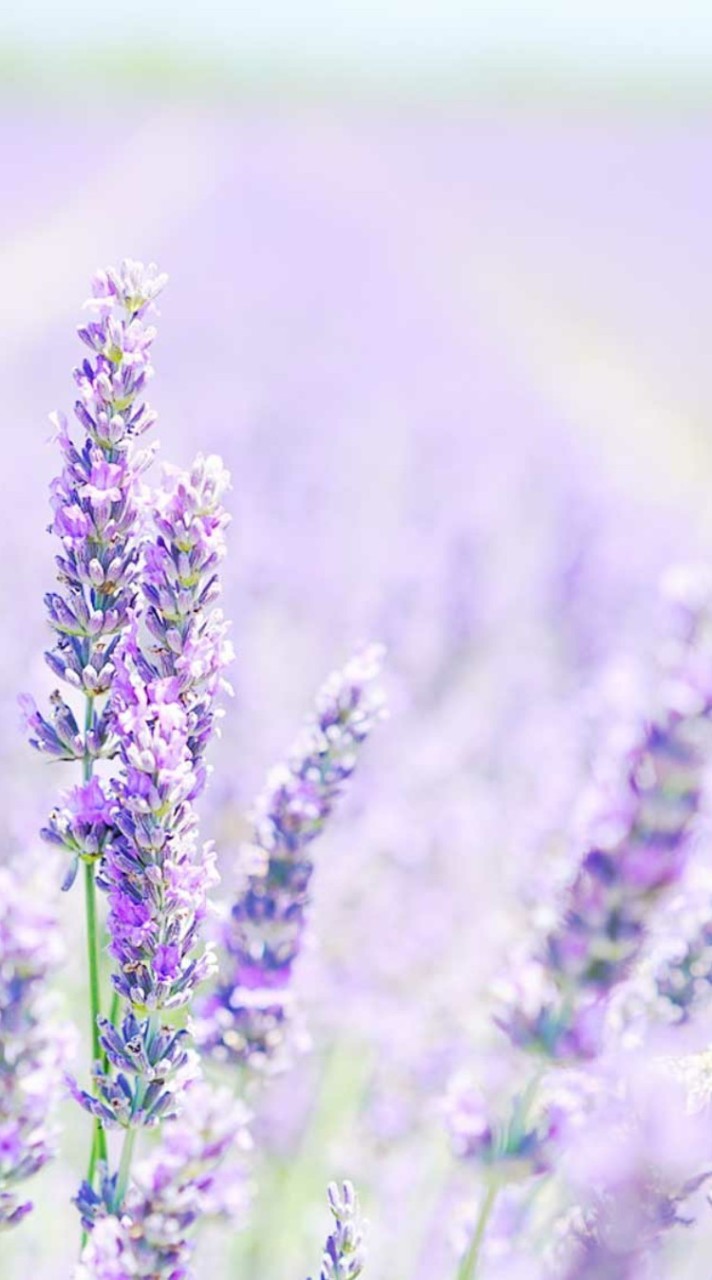 群馬県内✨大人世代の友活！ランチや観光、史跡巡り&♨️など楽しもうの会