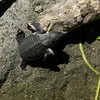 （臺東）海洋奇緣