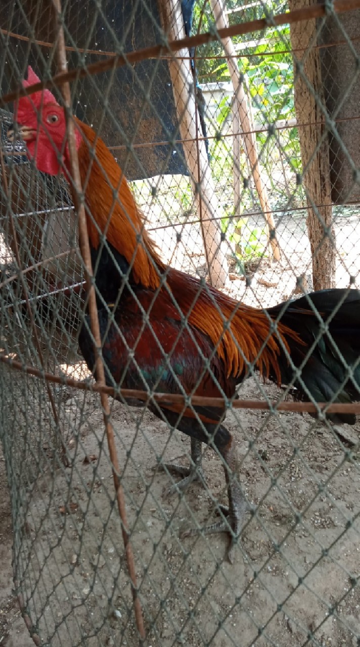 รุ่งทวีชัย ไก่พม่า/ลำปาง