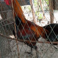 รุ่งทวีชัย ไก่พม่า/ลำปาง