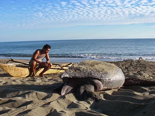 Ricardo Tapilatu watches a leatherback turtle return to the sea after laying her eggs on Jamursba Medi Beach in West Papua in 2010. (Courtesy of the University of Papua./-)