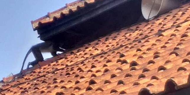 Tiga Ekor Surili Berkeliaran Di Perkampungan Sembunyi Di Kubah Masjid