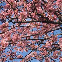 【公式】2026年度千葉商科大学オープンチャット🌸