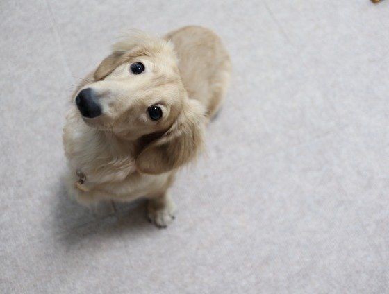 犬が首をかしげるキュートな画像 しぐさの理由も解説