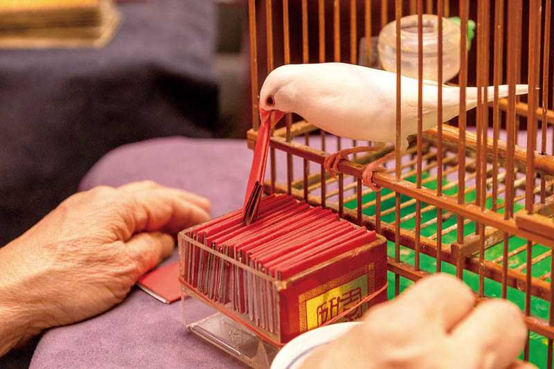 特地為戲學習塔羅牌的陳妤，這回以鳥卦占卜工作運勢。（圖／焦正德攝）