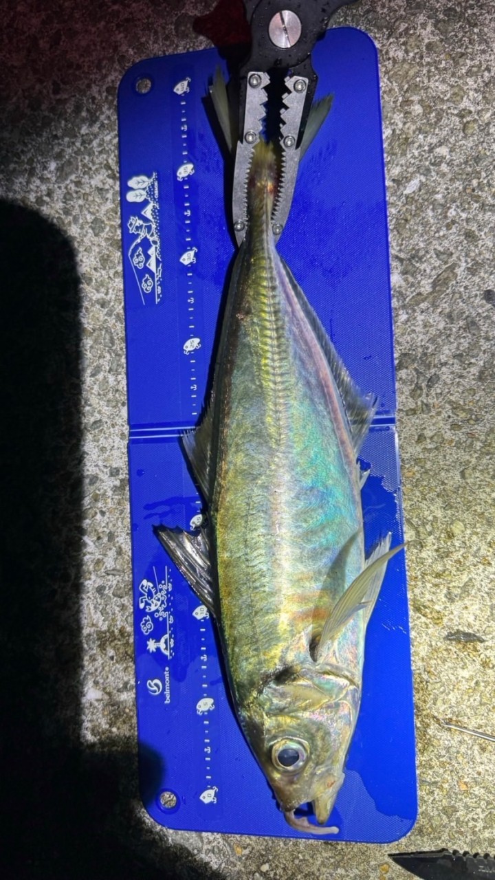 アジング釣果チャットのオープンチャット