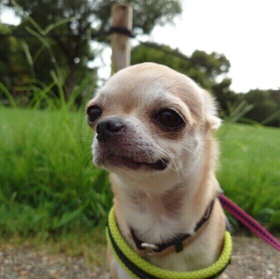 ヒコーキ耳ってどんな犬種でもなるの 犬の耳の秘密