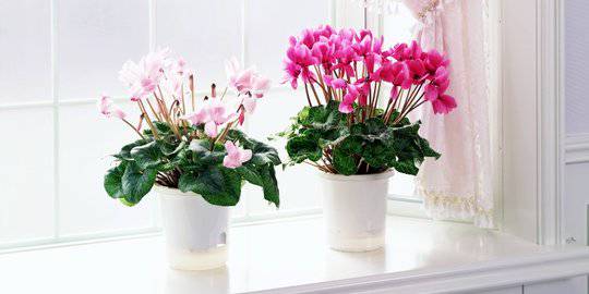 17 Tanaman Hias Bunga Yang Cocok Ditempatkan Di Dalam Ruangan Merdeka Com Line Today