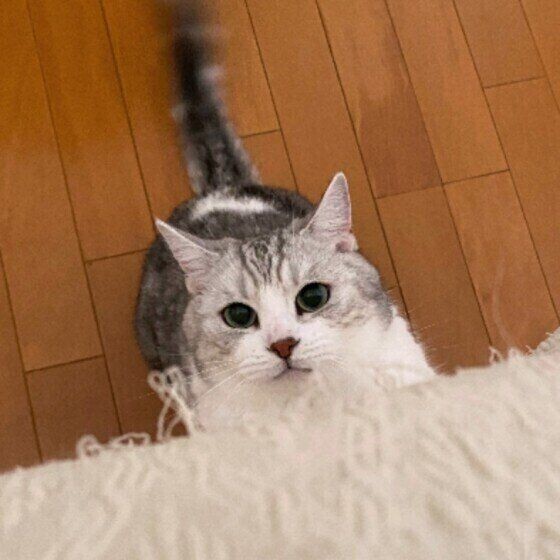 突然死の危険も 猫に多い心臓病 心筋症 とは