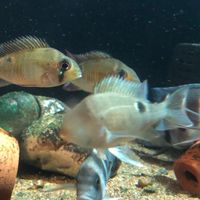 Cichlid Group TH