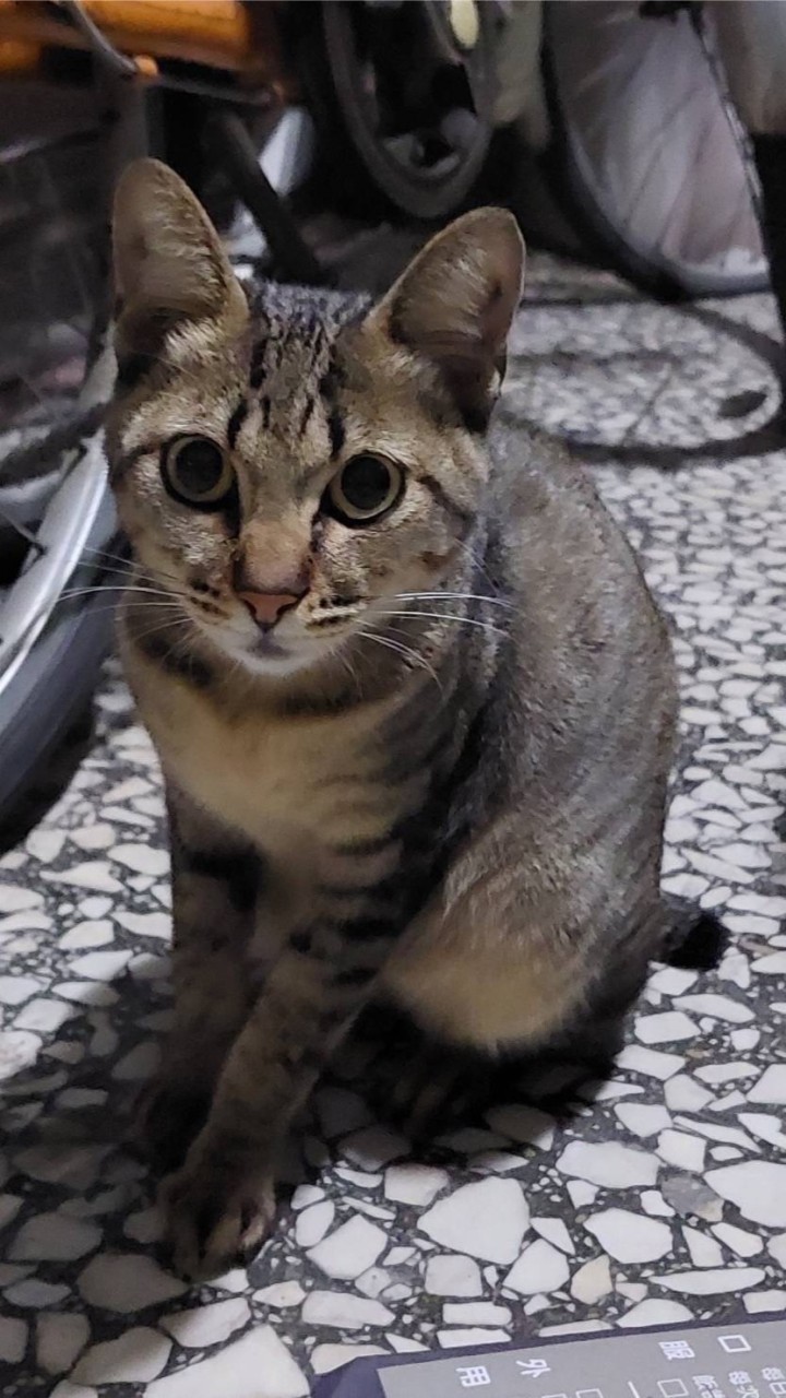 小虎斑分享區