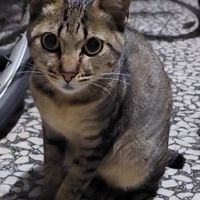 小虎斑分享區