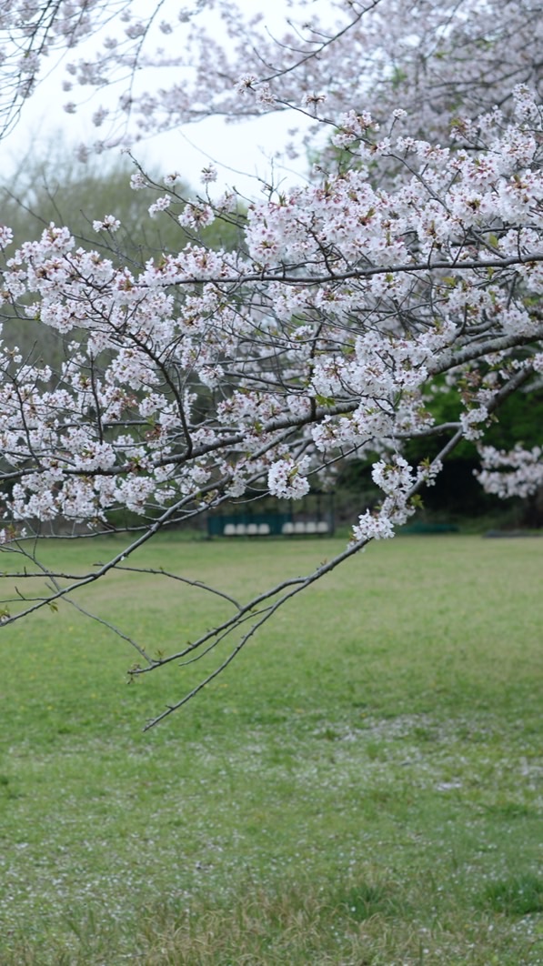 金杉桜ヶ丘南町会