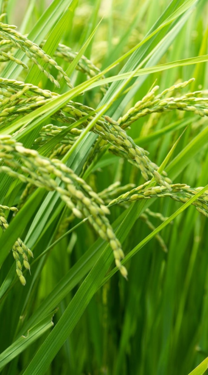 農業の未来を考える会🚜🌱🌱