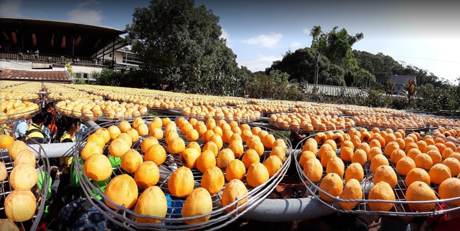 金漢柿餅教育農園
