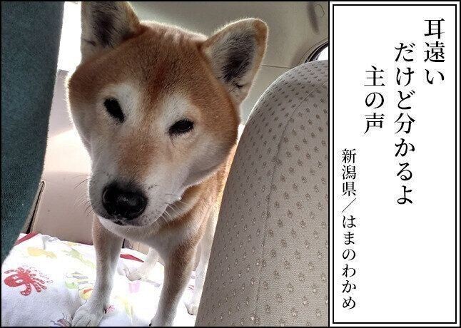 鏡で自分を見て固まる秋田犬が可愛い