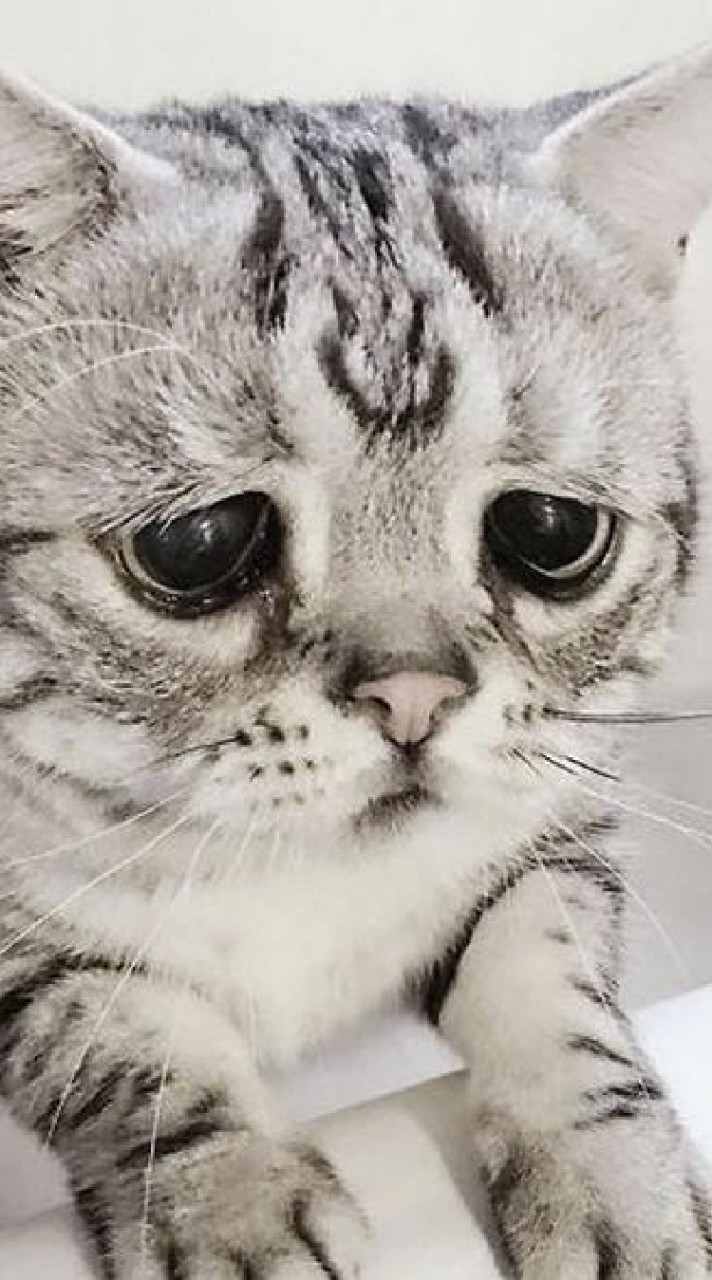 小小蟻國333tai