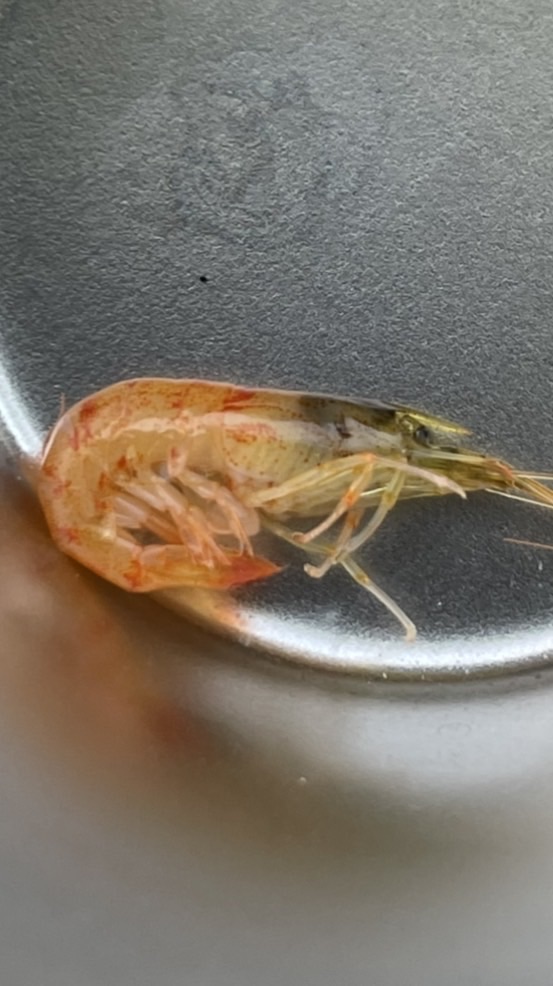 野生の動植物の食べ方を考えたり食べたりするオプチャ