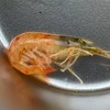 野生の動植物の食べ方を考えたり食べたりするオプチャ