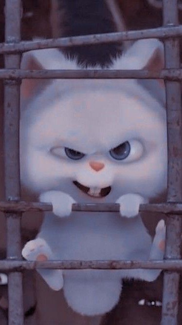 兔子黑天兒