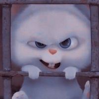 兔子黑天兒