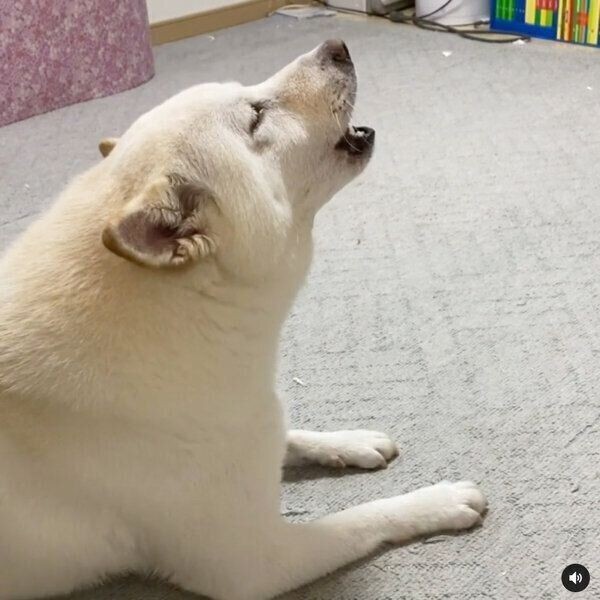 次男くんが泣き出すと 特別な反応 を見せる犬の姿にグッとくる いぬのきもちnews