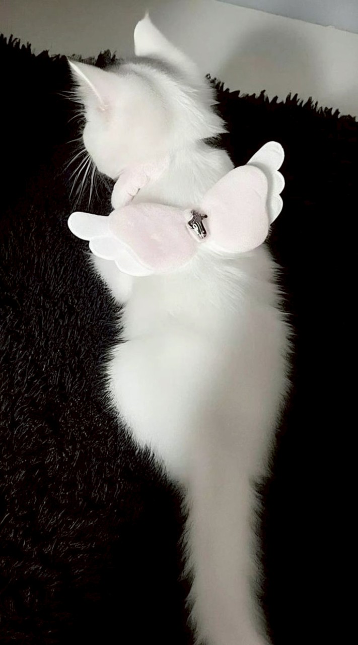 聊天/處關係/📞