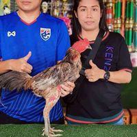 ซุ้ม หลานปู่999 ป่าก๋อยพัฒนา