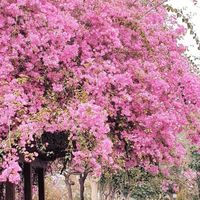 26弄花園🌼九重葛🌸推坑許願池😄