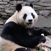 寶家收割機❤️5/11-5/15成都 神樹坪🐼