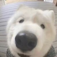 離譜到家了