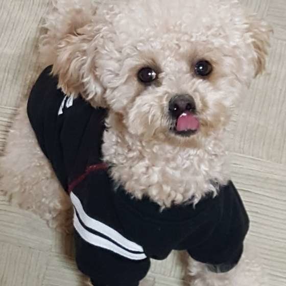 愛犬が手や顔をペロペロ 何を伝えようとしているの