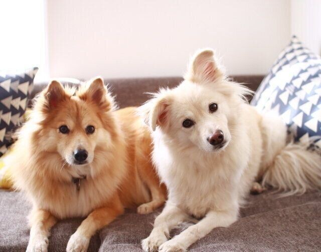 買い誠実 犬のお気楽相談室 穴澤賢 Www Thewalldogs Com
