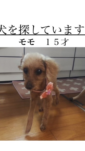 モモ（老犬）行方不明 OpenChat