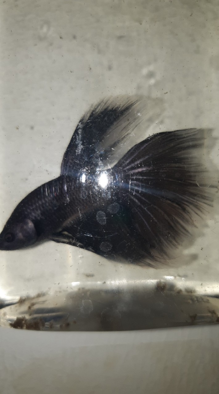 鬥魚！高雄人！！各種問題，飼養，繁殖，交流，討論。