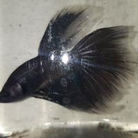 鬥魚！高雄人！！各種問題，飼養，繁殖，交流，討論。