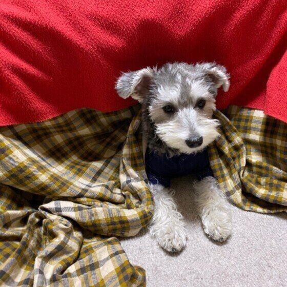 犬がこたつに入る理由 気を付けるポイントを獣医師が解説 いぬのきもちnews