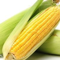 แก๊งข้าวโพด🌽